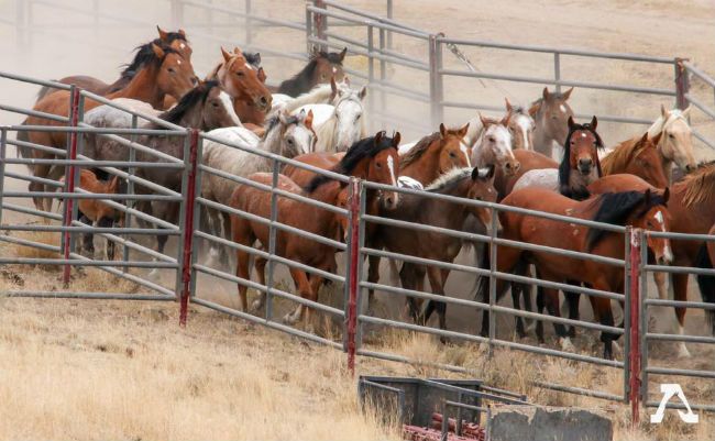 Wild horses corralled