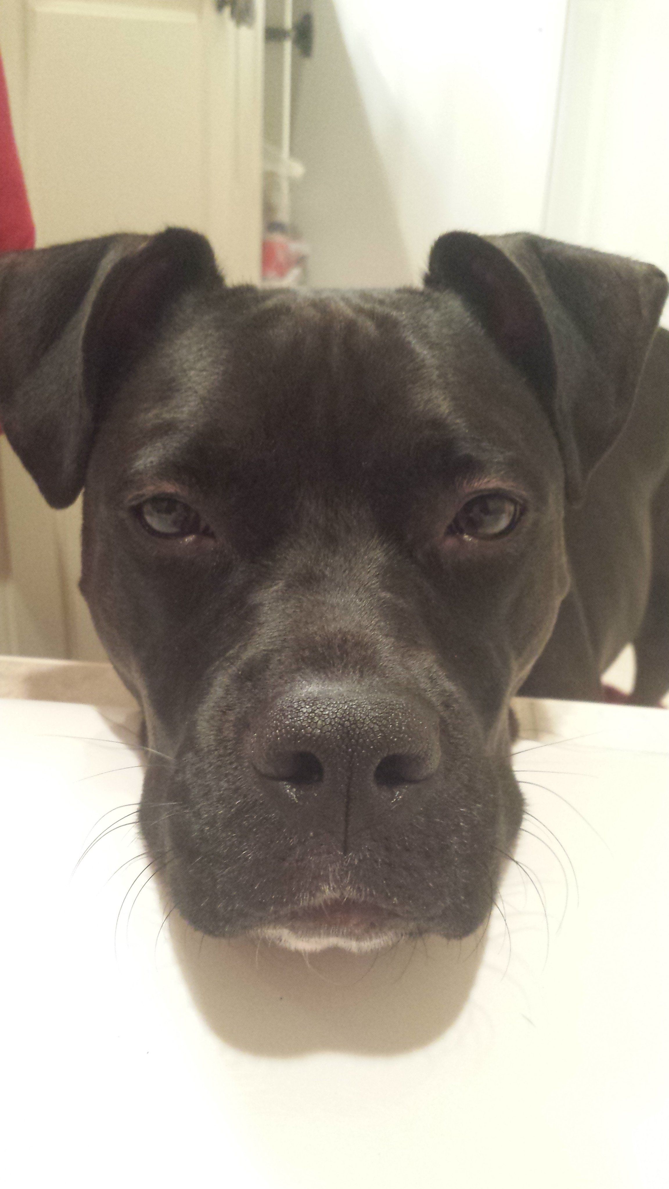 pitbull puppy leaning on bathtub