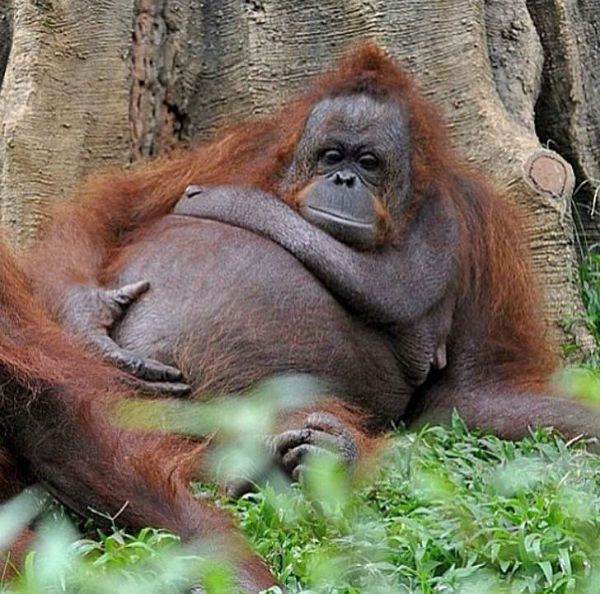 Orangutan