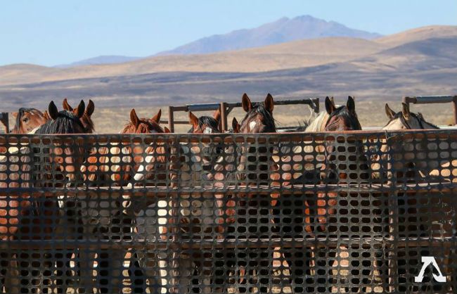 California Wild Horses