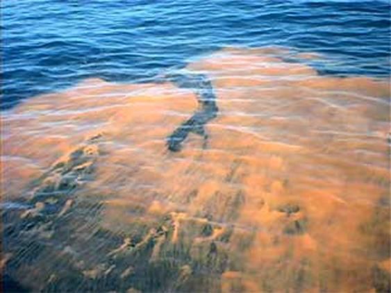 Algal Blooming or Red Tide