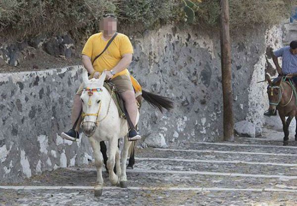 Santorini Donkeys Overweight Tourists