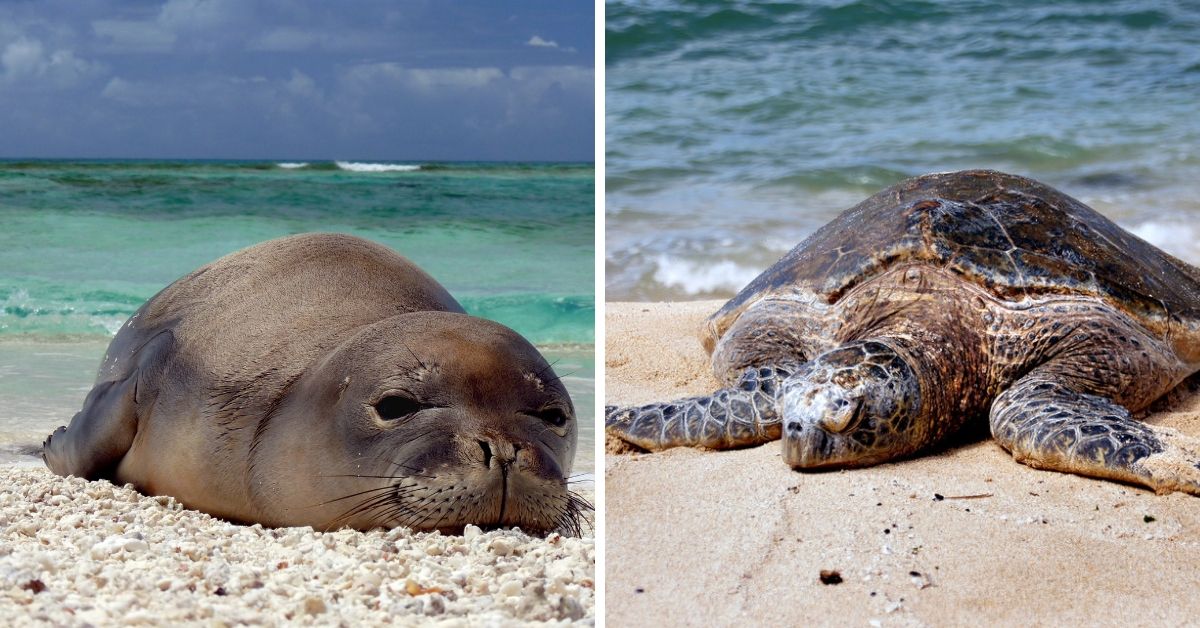 seal and turtle 