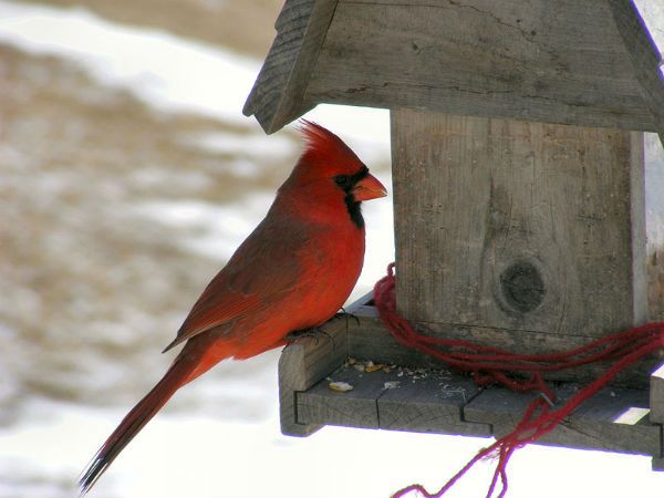 Wild birds