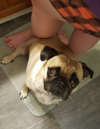 pug in the bathroom