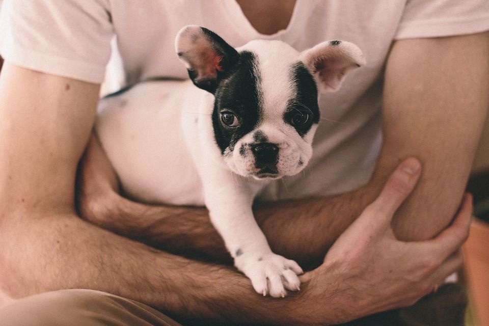 Puppy in man's arms