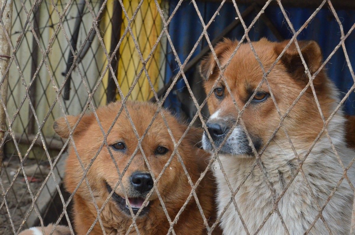 Two dogs in captivity