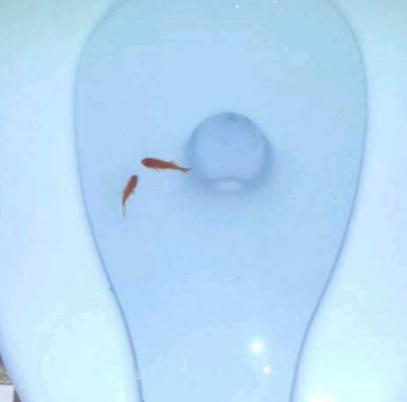 fish in toilet 
