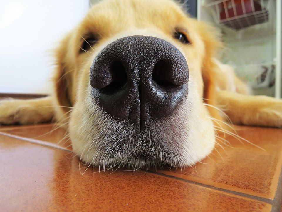 Dog nose closeup