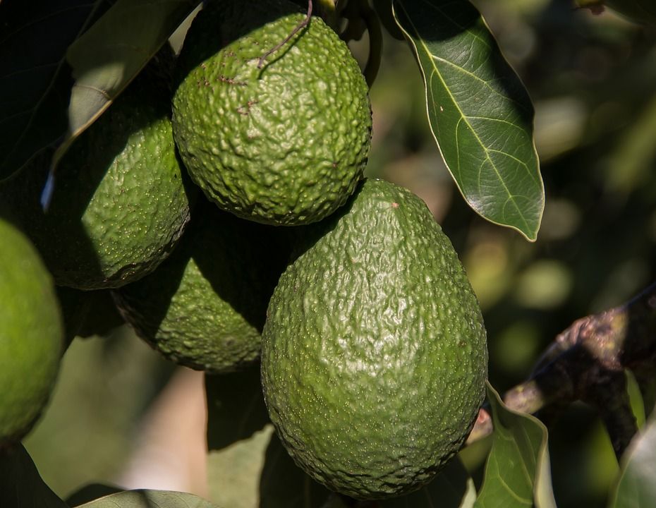 avocado tree 