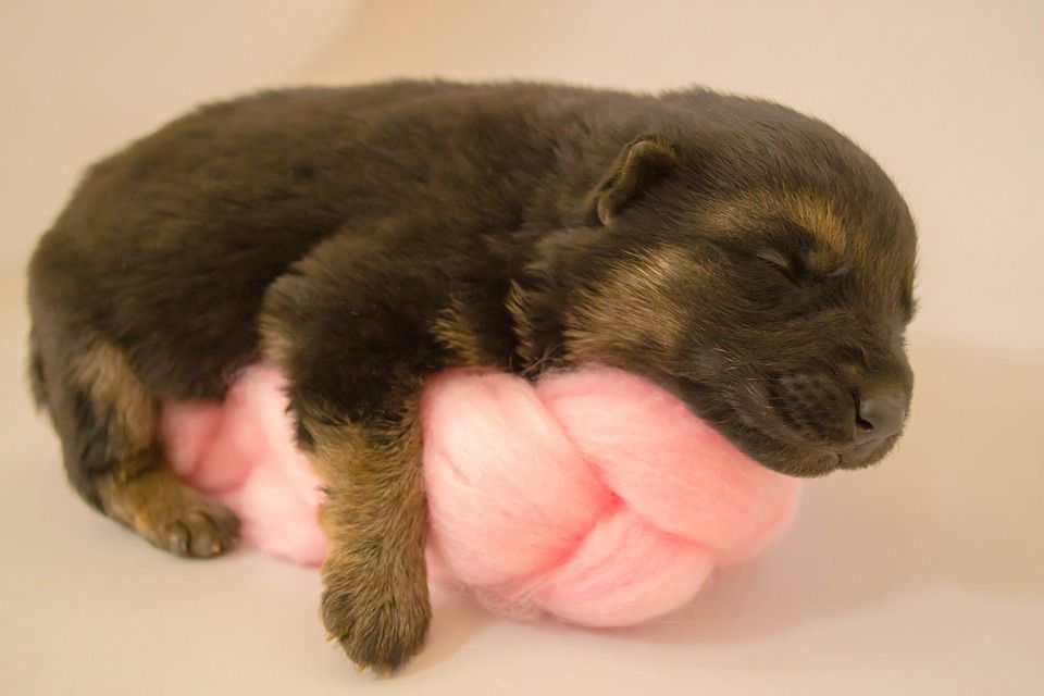 newborn puppy 