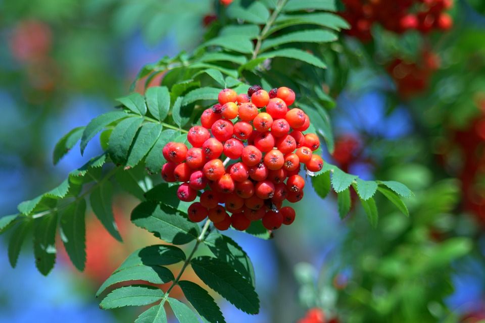 Rowan Tree with berries