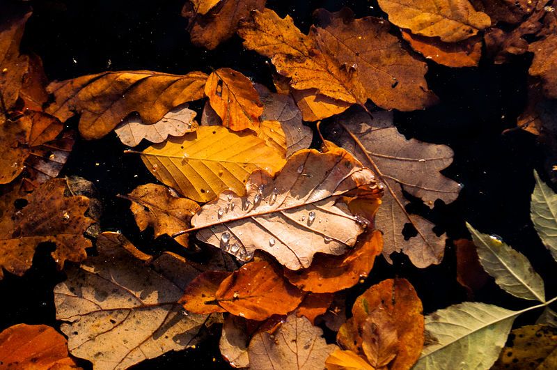 fallen leaves 