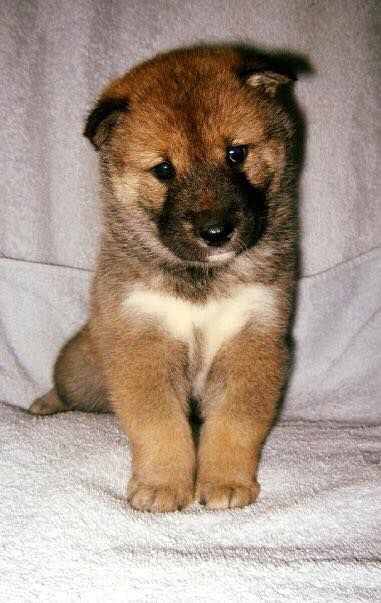 Mura Japanese wolf dog puppy