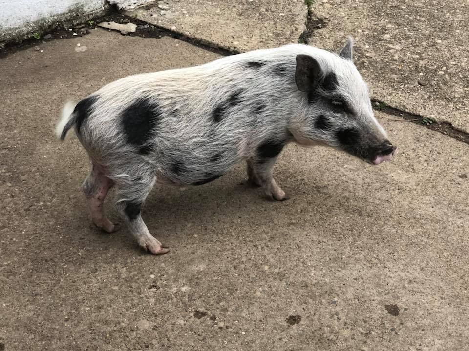 Beacon the pig wagging his tail