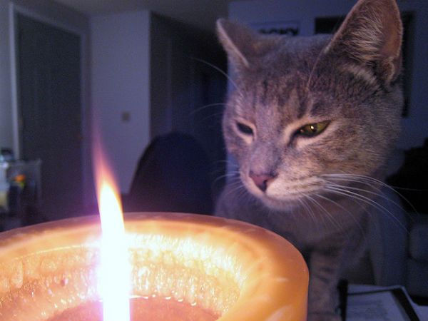 Cat candle