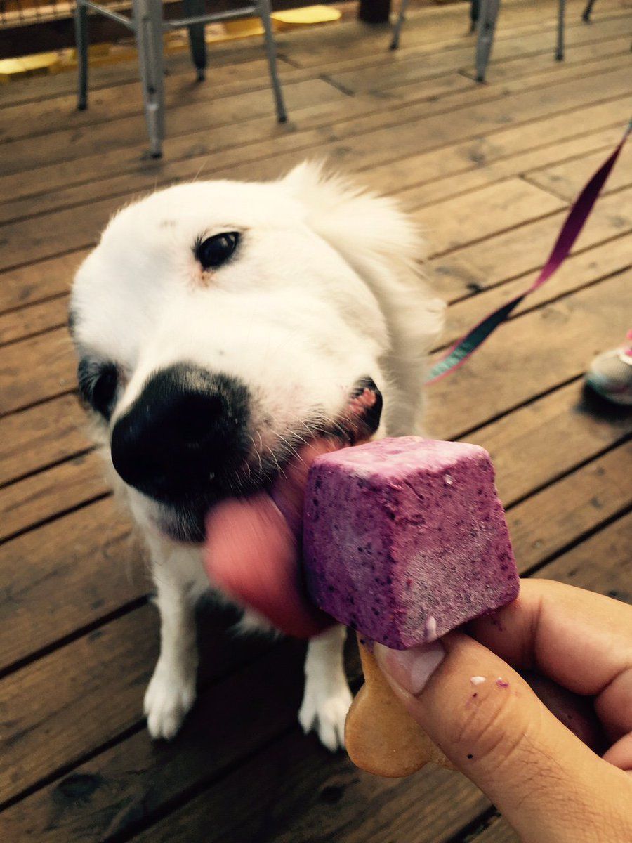 Mutts Canine Cantina dog Popsicle