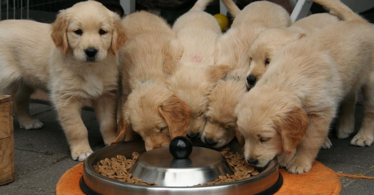 Dog Food Recall Expands As More Brands Have Been Found To ...