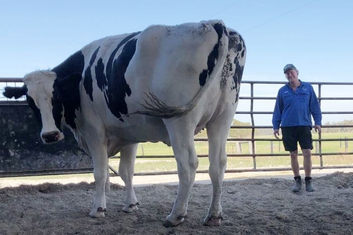 Knickers the giant cow