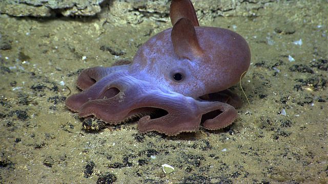 Dumbo octopus