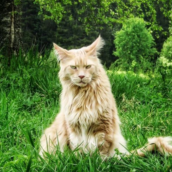 Lotus the Maine Coon - Instagram
