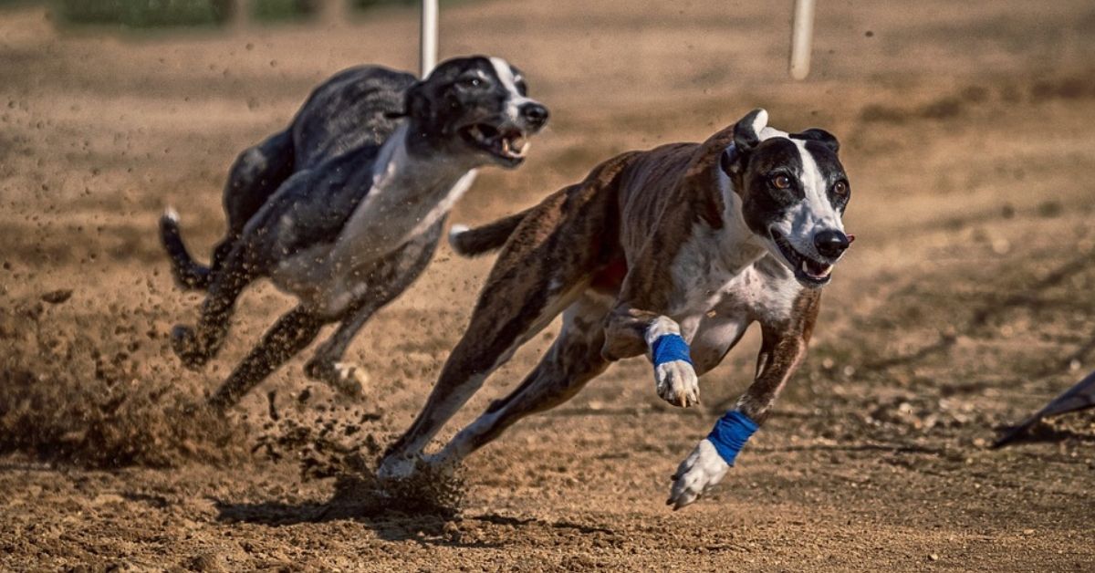 Greyhound Racing Banned 