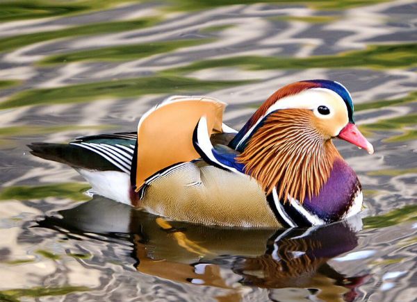 Mandarin duck New York