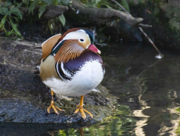 Mandarin Duck New York