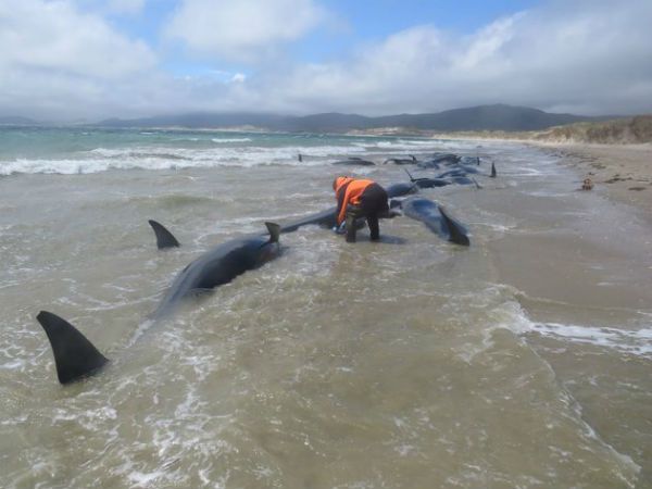 Whale stranding