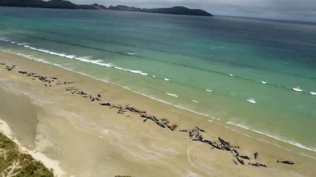 New Zealand whale stranding