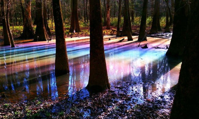 Rainbow swamp