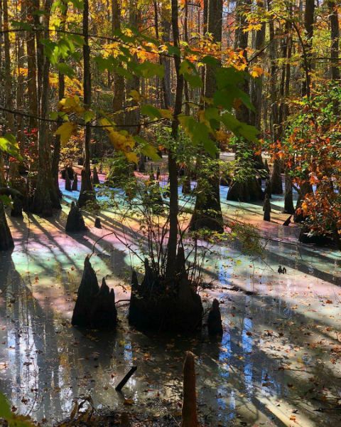 Rainbow swamp