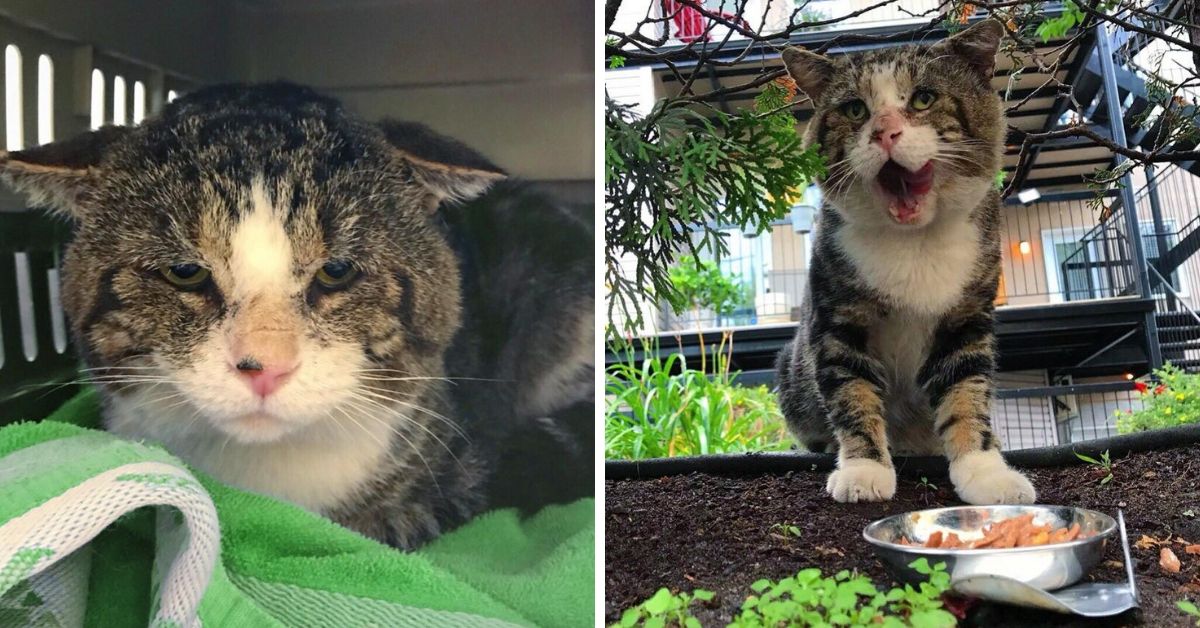 The Saddest Looking Stray Cat Was Too Afraid To Be Rescued