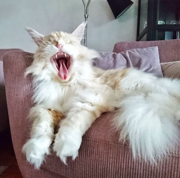 Lotus the Maine Coon - Instagram