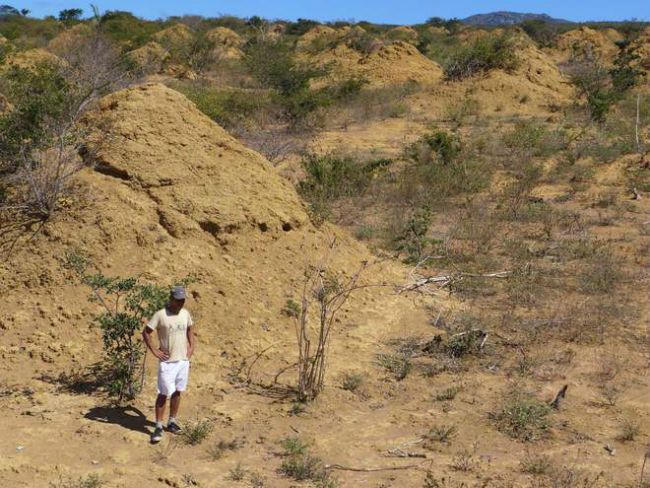 Giant termite mound
