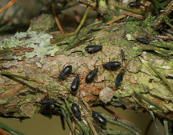 Conifer aphids Christmas tree