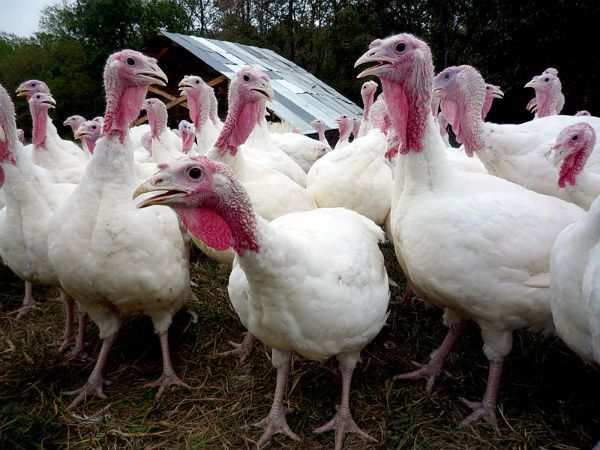 Salmonella turkey outbreak