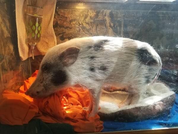 Beacon the pig trapped in a fish tank