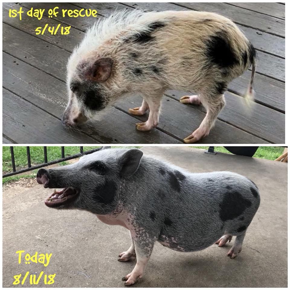 Beacon the pig's before and after