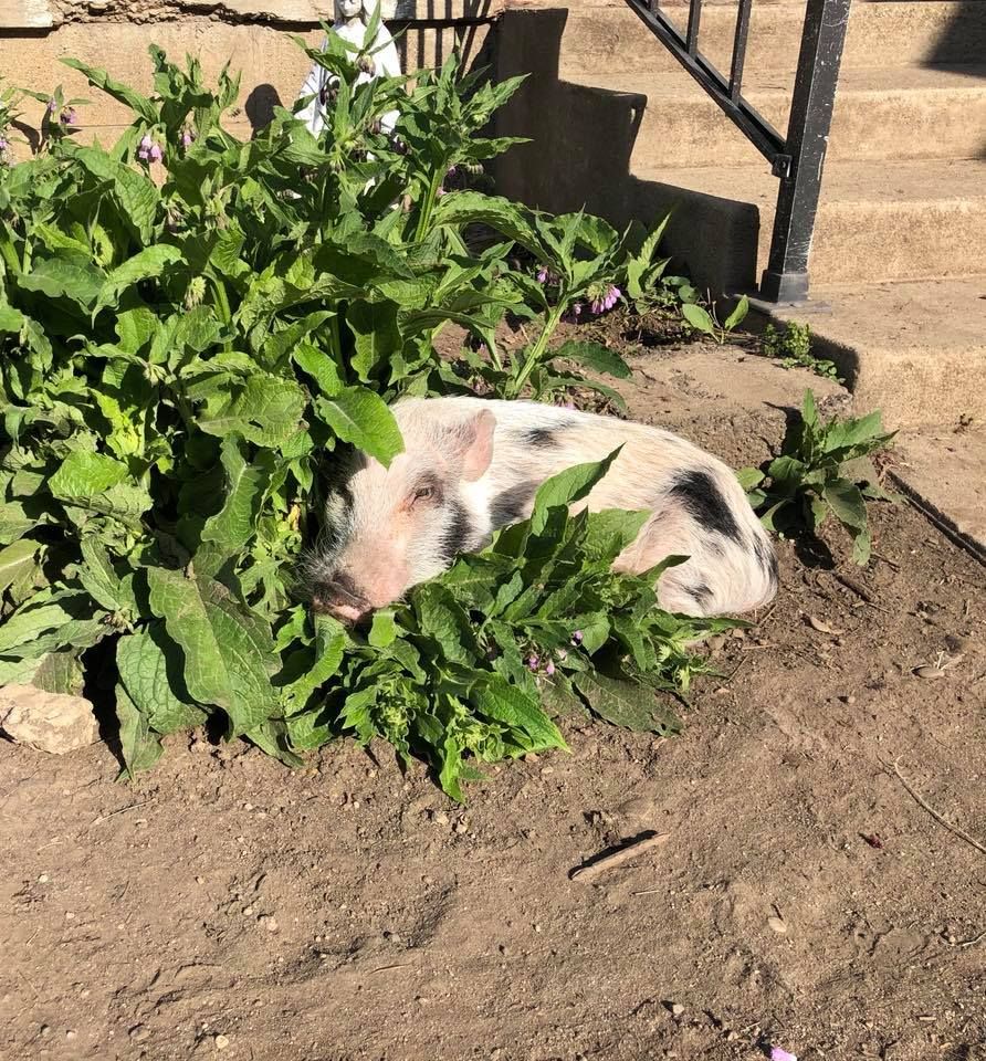 Beacon the pig in the grass