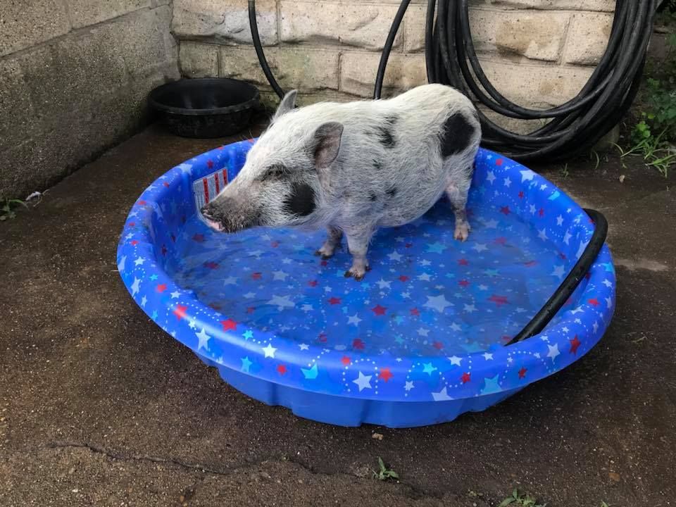 Beacon the pig in a pool