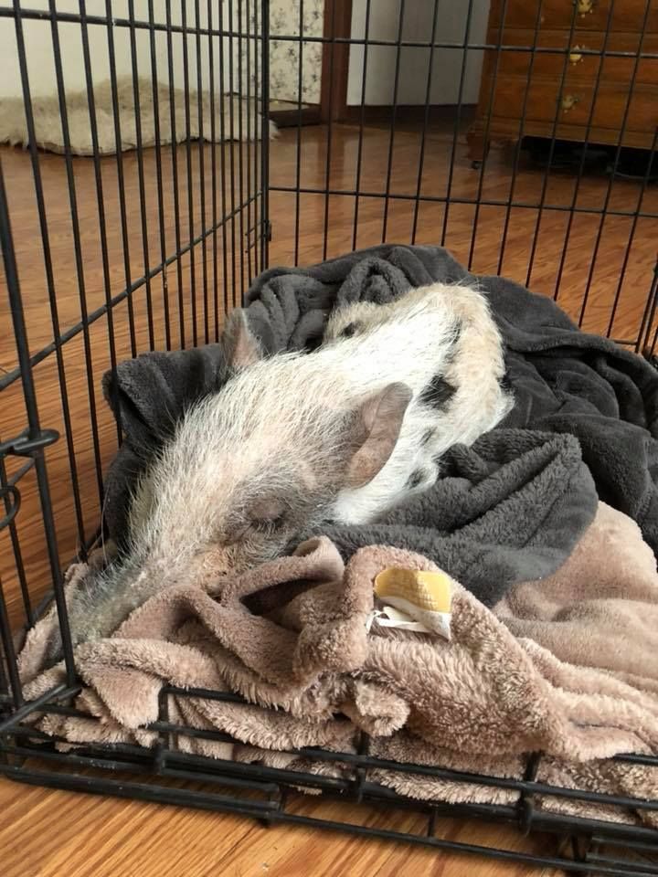 Beacon sleeping in his crate. 