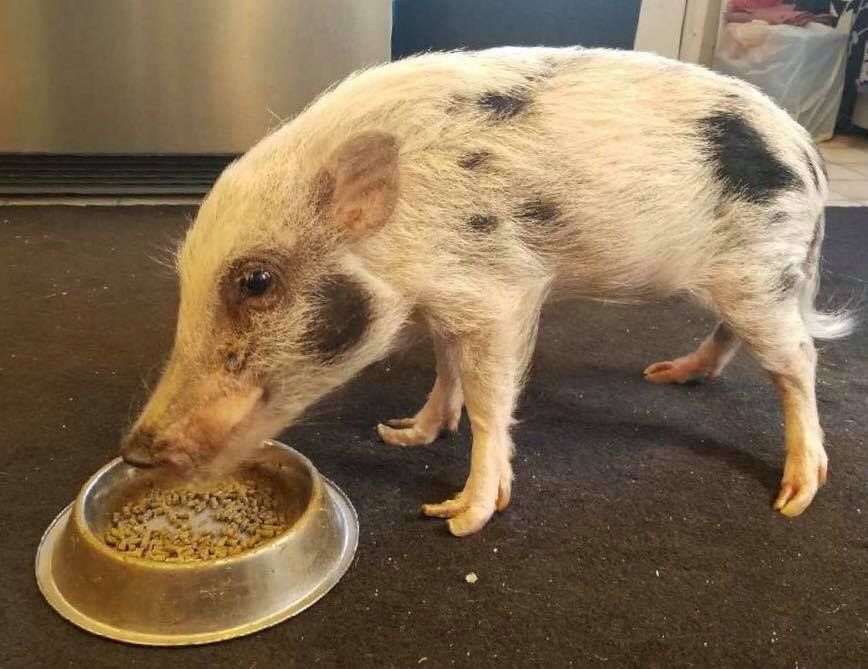 beacon the pig getting to eat