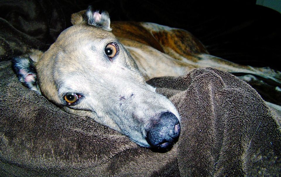 Greyhound napping