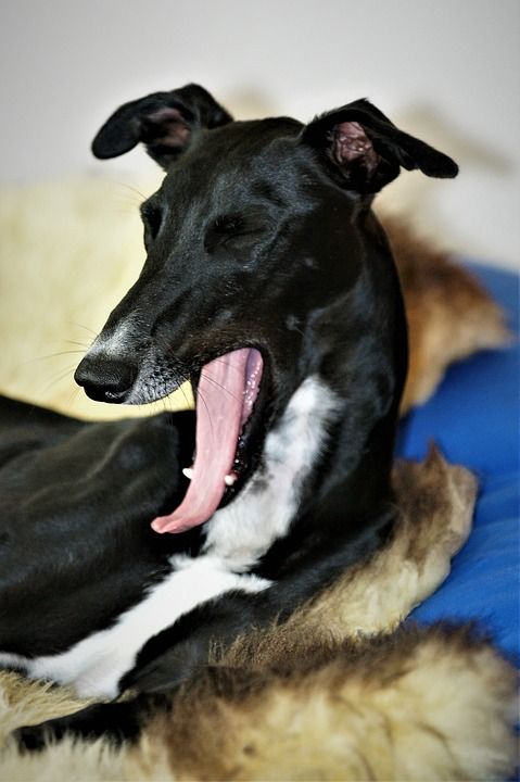 Greyhound yawning