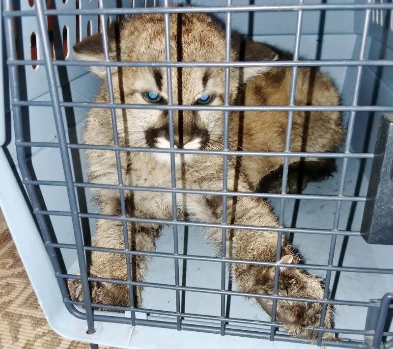 Mountain lion kitten taken into home
