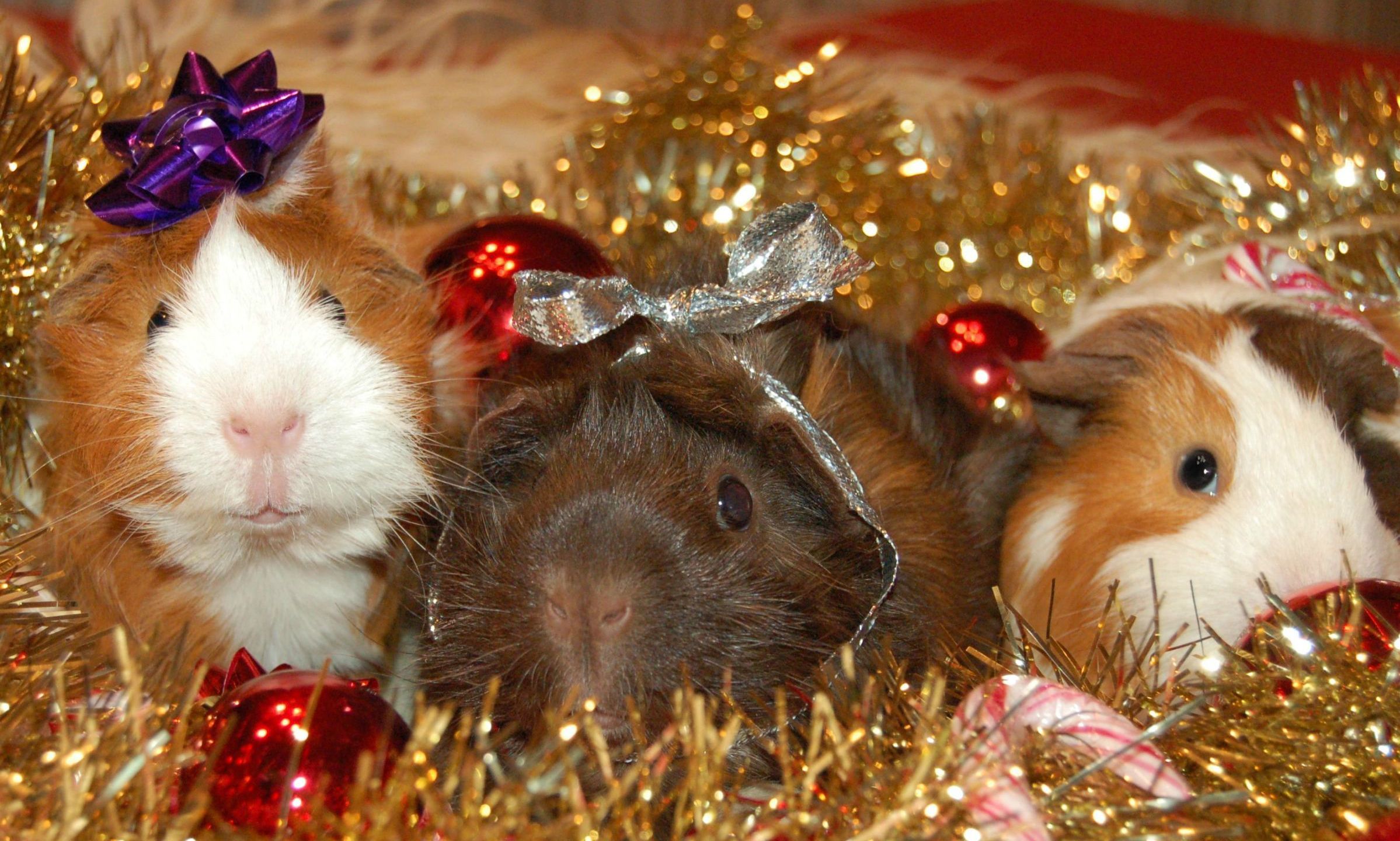 15 Adorable Animals That Are Too Cute To Be On Santa's 