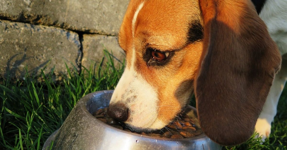 FDA Expands Dog Food Recall With More Brands Being Labelled As 'Toxic'