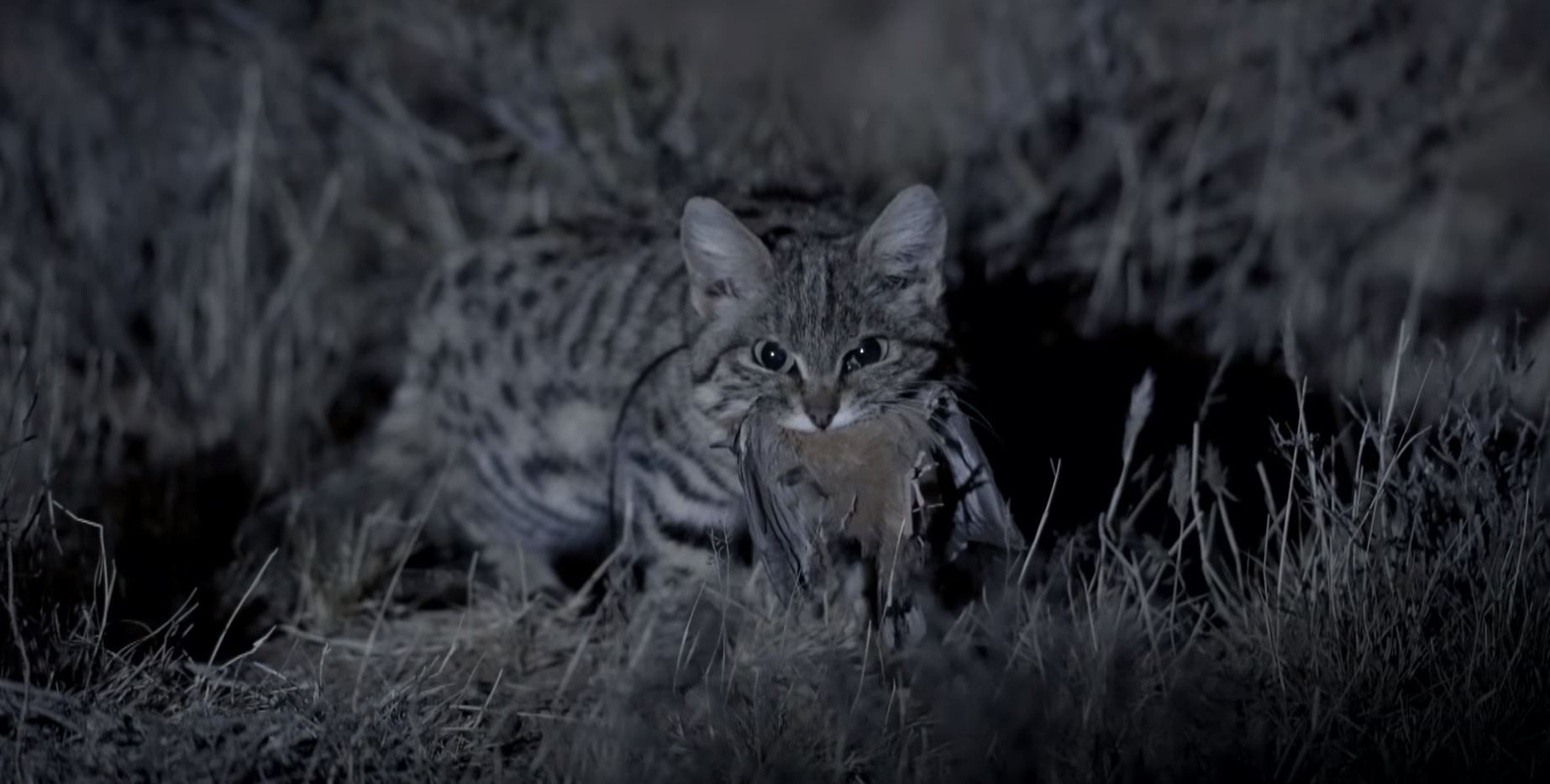 Black-footed cat