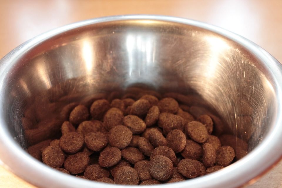 bowl of dog food kibbles